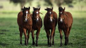 В Аргентине вырастили клонированных жеребят для спорта